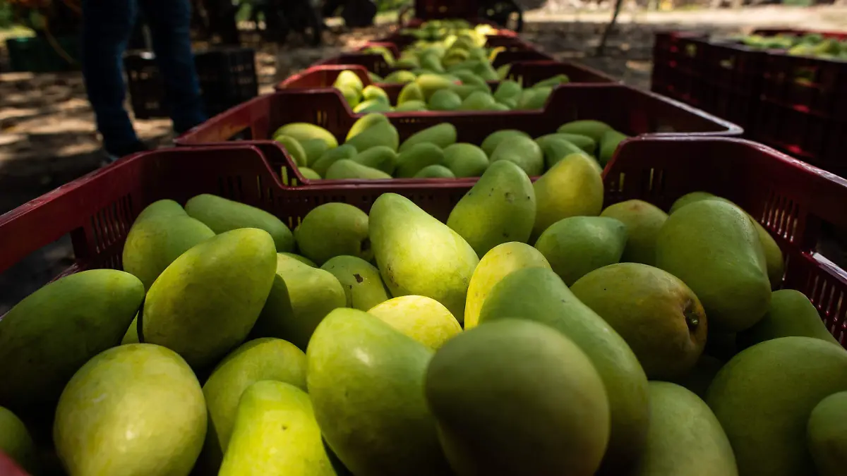 Producción de Mango